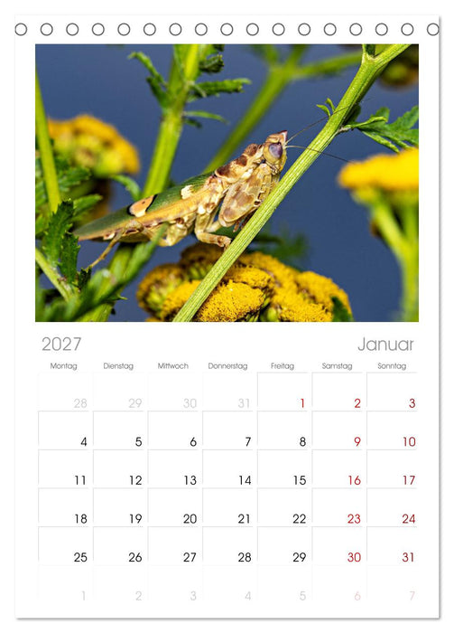 Im Bann der Mantis (CALVENDO Tischplaner A5H 2027)