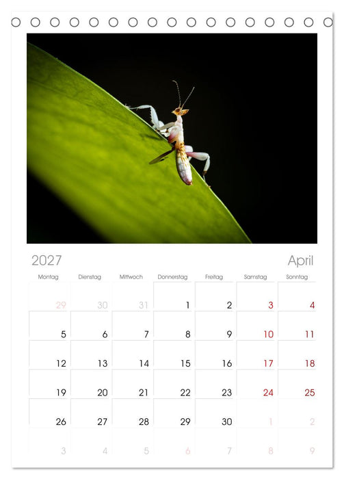 Im Bann der Mantis (CALVENDO Tischplaner A5H 2027)