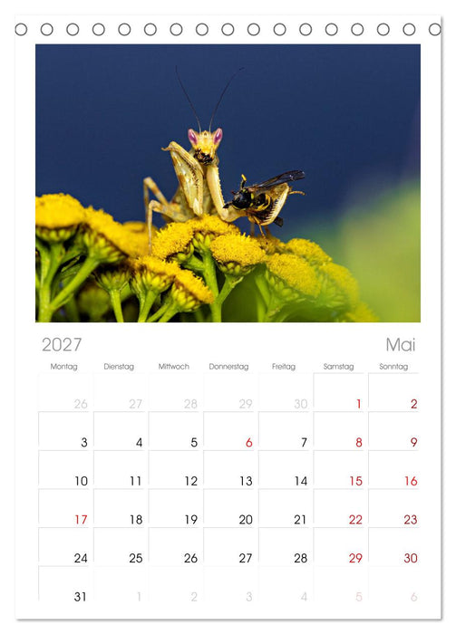 Im Bann der Mantis (CALVENDO Tischplaner A5H 2027)