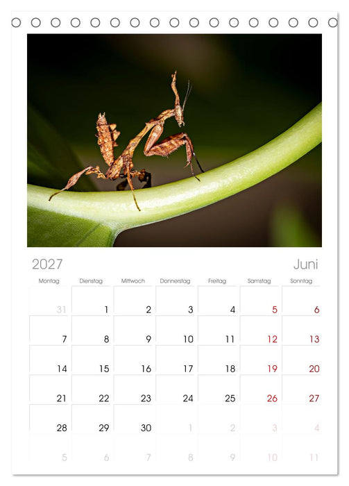 Im Bann der Mantis (CALVENDO Tischplaner A5H 2027)