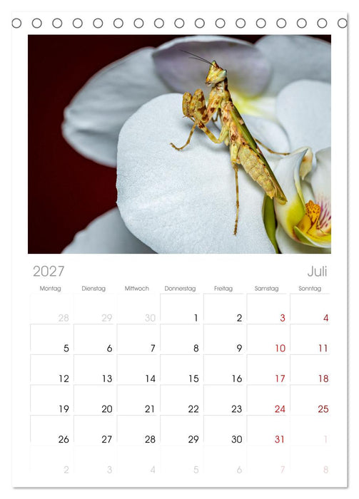 Im Bann der Mantis (CALVENDO Tischplaner A5H 2027)