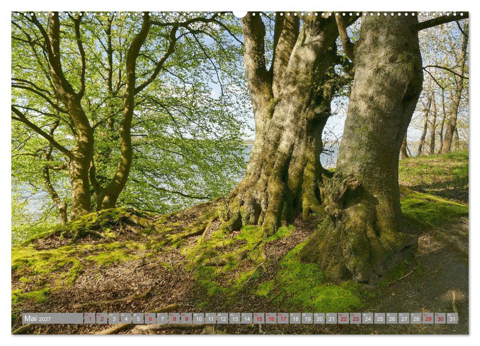 Am schönsten Uferabschnitt der Schlei (CALVENDO Wandkalender 2027)