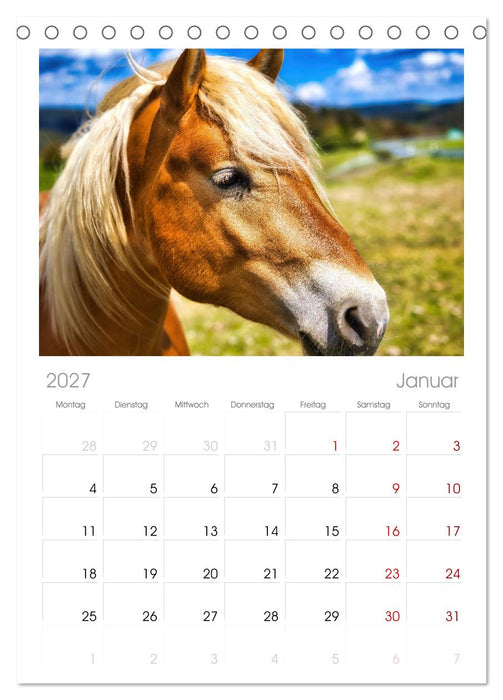 Haflinger im Thüringer Wald (CALVENDO Tischplaner A5H 2027)
