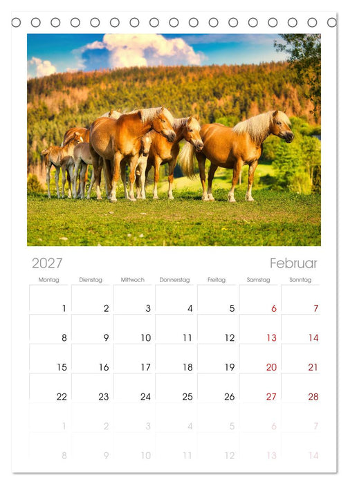 Haflinger im Thüringer Wald (CALVENDO Tischplaner A5H 2027)
