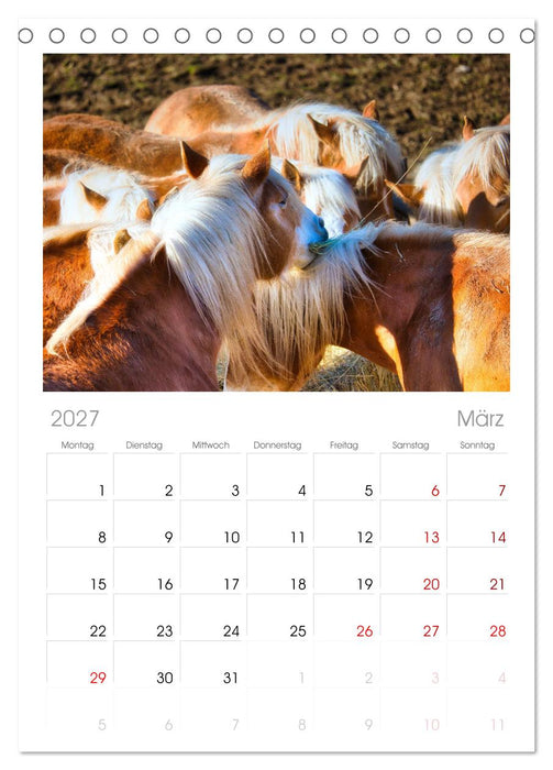 Haflinger im Thüringer Wald (CALVENDO Tischplaner A5H 2027)