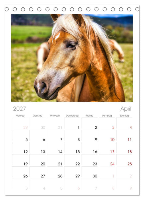 Haflinger im Thüringer Wald (CALVENDO Tischplaner A5H 2027)