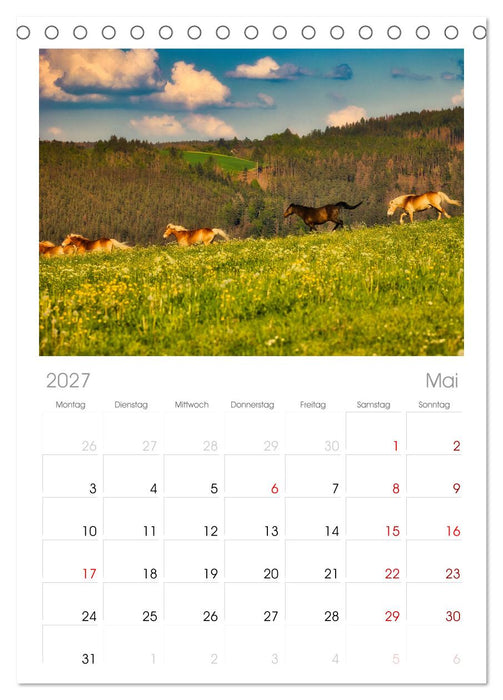 Haflinger im Thüringer Wald (CALVENDO Tischplaner A5H 2027)