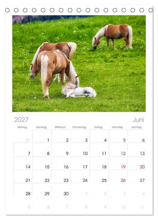 Haflinger im Thüringer Wald (CALVENDO Tischplaner A5H 2027)
