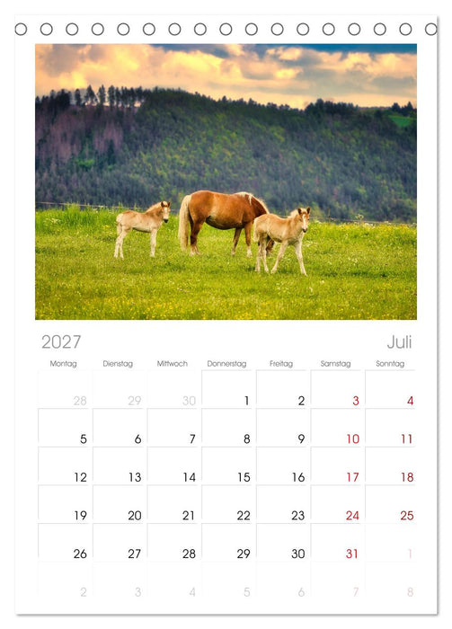 Haflinger im Thüringer Wald (CALVENDO Tischplaner A5H 2027)
