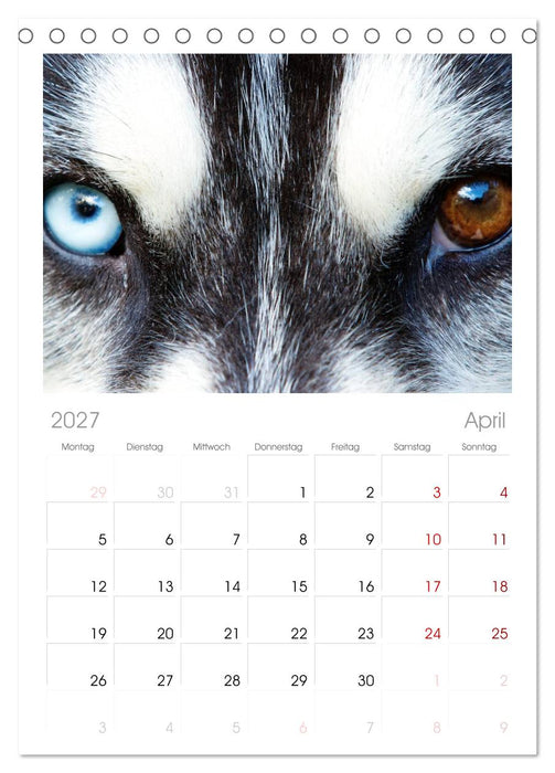 Huskies! (CALVENDO Tischplaner A5H 2027)