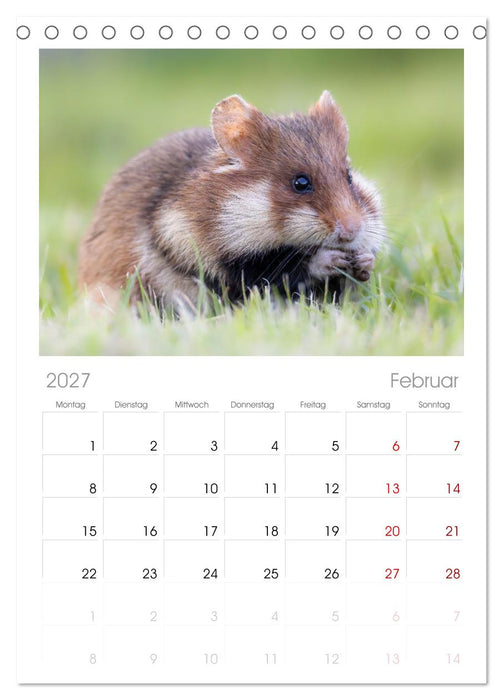 Süße Nager (CALVENDO Tischplaner A5H 2027)