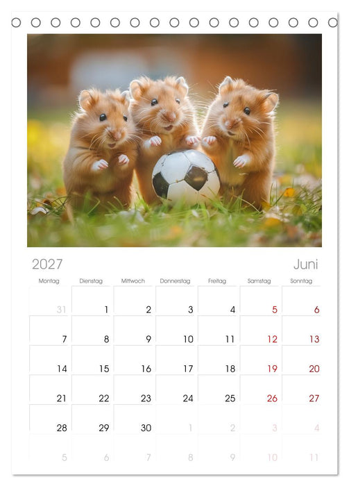 Lustige Hamster (CALVENDO Tischplaner A5H 2027)
