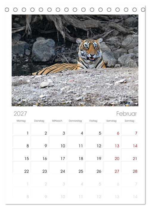 Tiger von Ranthambore (CALVENDO Tischplaner A5H 2027)