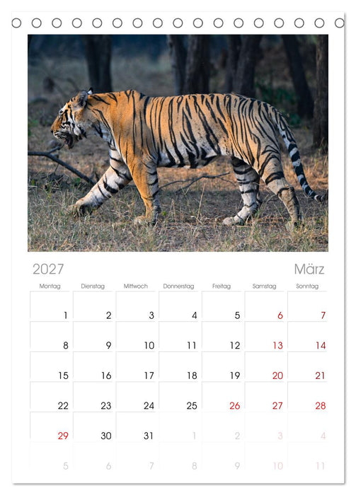 Tiger von Ranthambore (CALVENDO Tischplaner A5H 2027)