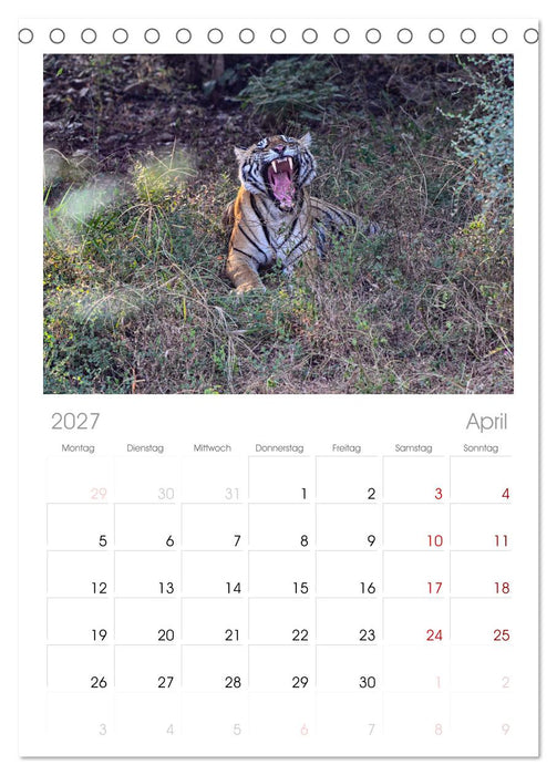 Tiger von Ranthambore (CALVENDO Tischplaner A5H 2027)
