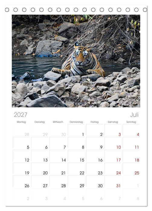 Tiger von Ranthambore (CALVENDO Tischplaner A5H 2027)