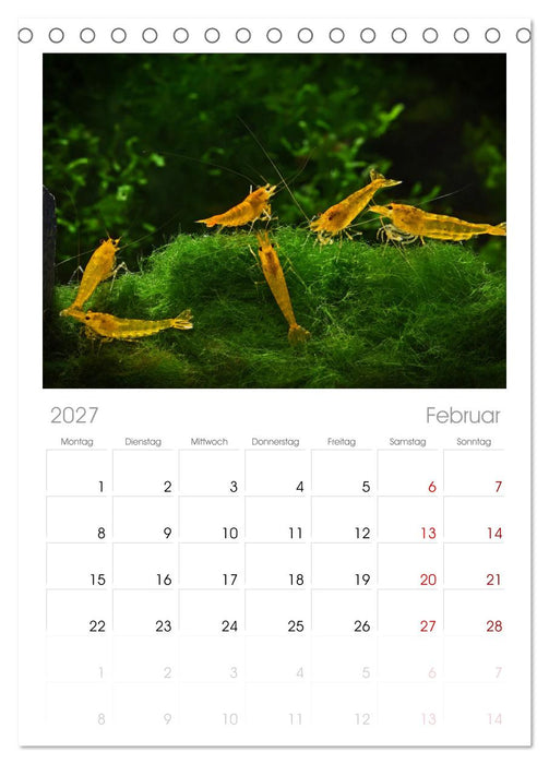 Dwarf Shrimps (CALVENDO Tischplaner A5H 2027)