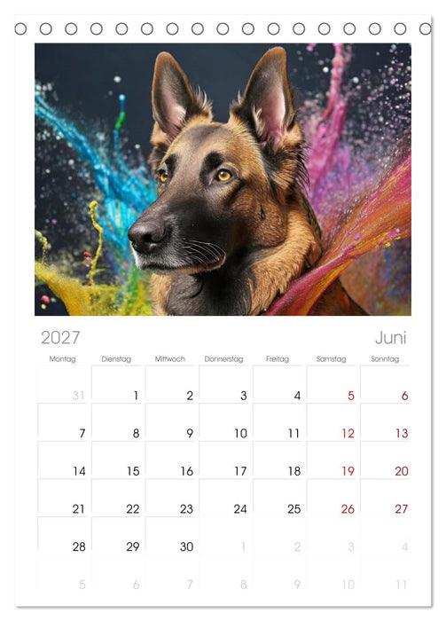 Splash - Hunde im Farbrausch (CALVENDO Tischplaner A5H 2027)