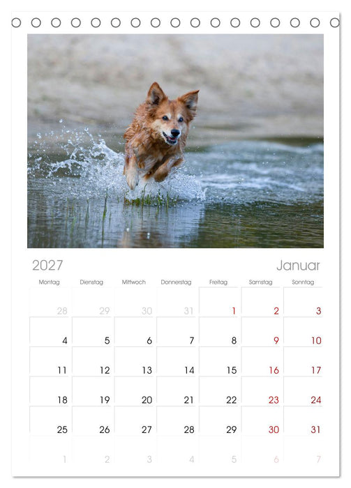 Hunde Action (CALVENDO Tischplaner A5H 2027)