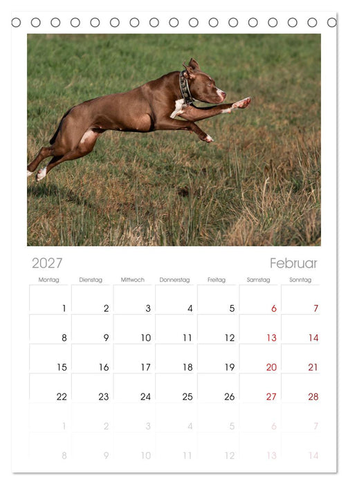 Hunde Action (CALVENDO Tischplaner A5H 2027)