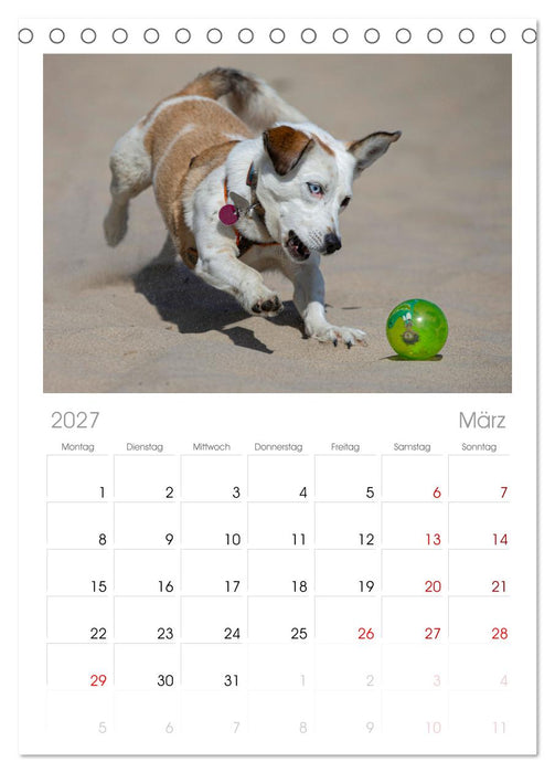 Hunde Action (CALVENDO Tischplaner A5H 2027)