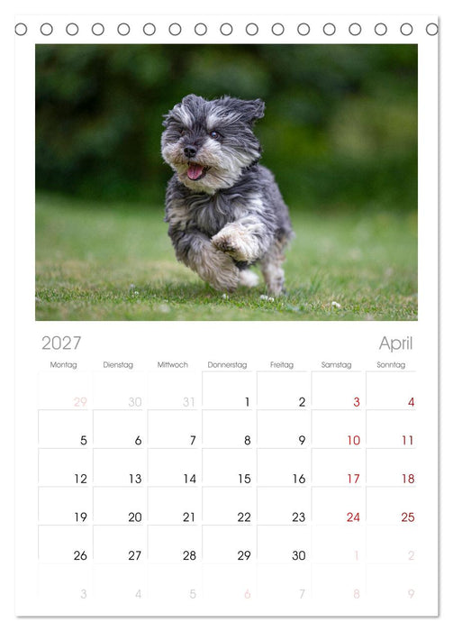 Hunde Action (CALVENDO Tischplaner A5H 2027)