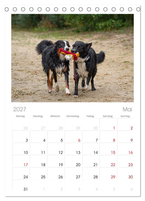 Hunde Action (CALVENDO Tischplaner A5H 2027)