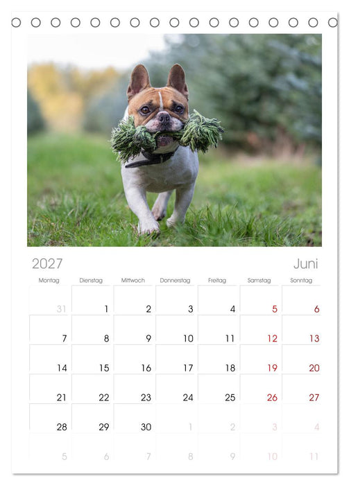Hunde Action (CALVENDO Tischplaner A5H 2027)