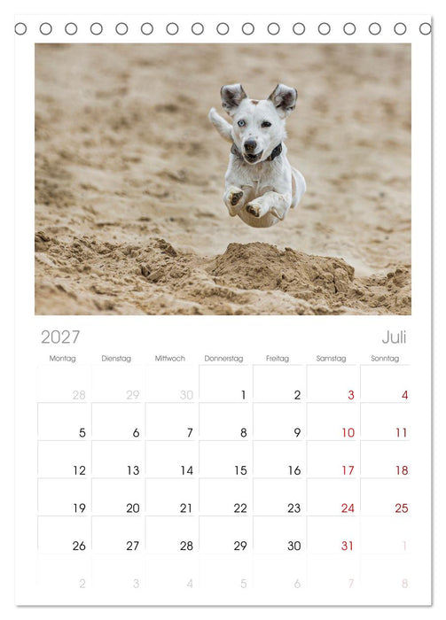 Hunde Action (CALVENDO Tischplaner A5H 2027)