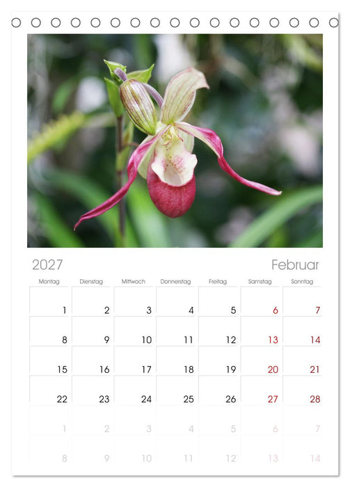 Liebenswerte Orchideen (CALVENDO Tischplaner A5H 2027)