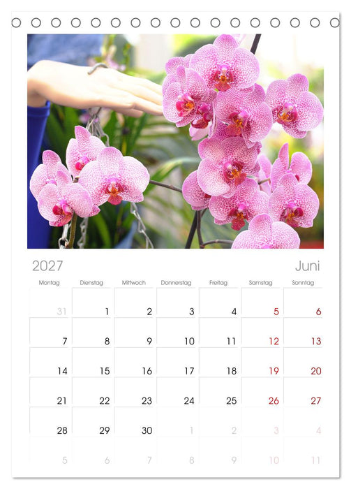 Liebenswerte Orchideen (CALVENDO Tischplaner A5H 2027)