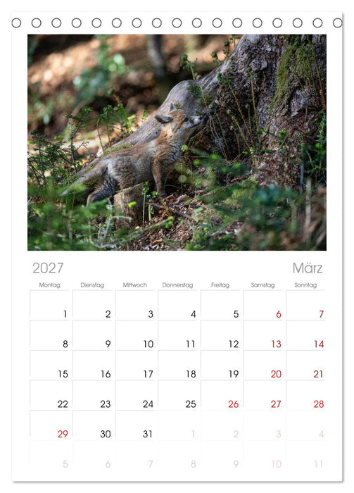 Rotfuchswelpen (CALVENDO Tischplaner A5H 2027)