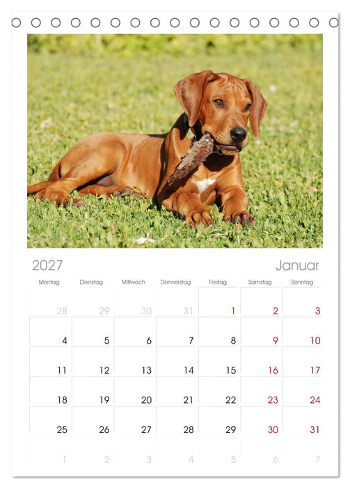 Rhodesian Ridgeback Terminkalender (CALVENDO Tischplaner A5H 2027)