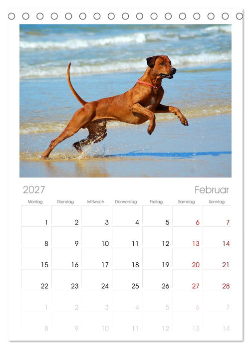 Rhodesian Ridgeback Terminkalender (CALVENDO Tischplaner A5H 2027)