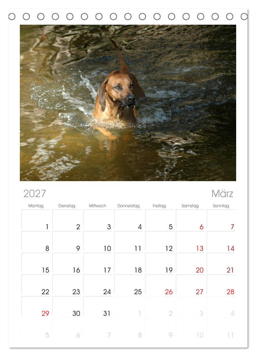Rhodesian Ridgeback Terminkalender (CALVENDO Tischplaner A5H 2027)