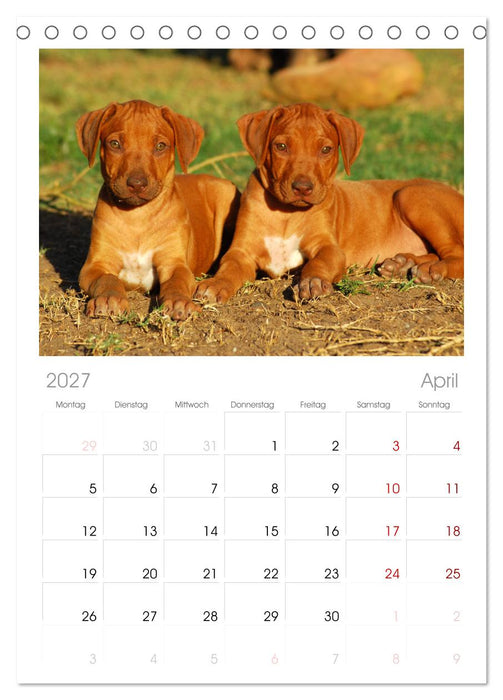 Rhodesian Ridgeback Terminkalender (CALVENDO Tischplaner A5H 2027)