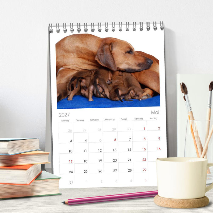 Rhodesian Ridgeback Terminkalender (CALVENDO Tischplaner A5H 2027)