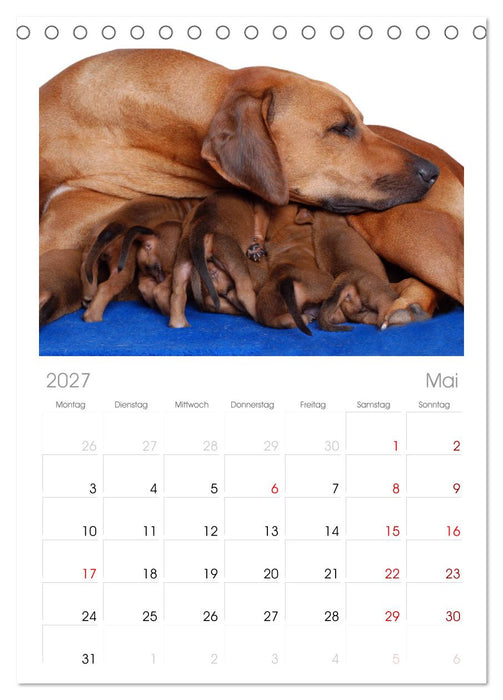 Rhodesian Ridgeback Terminkalender (CALVENDO Tischplaner A5H 2027)
