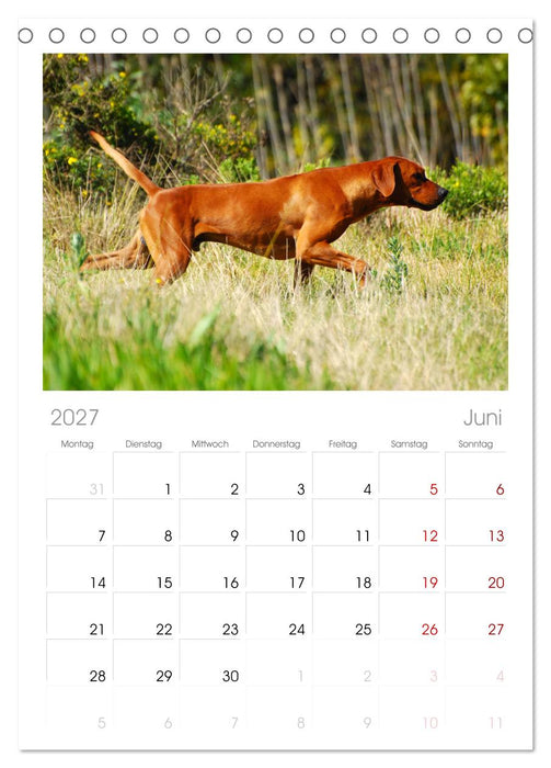 Rhodesian Ridgeback Terminkalender (CALVENDO Tischplaner A5H 2027)