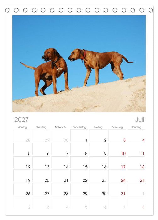 Rhodesian Ridgeback Terminkalender (CALVENDO Tischplaner A5H 2027)