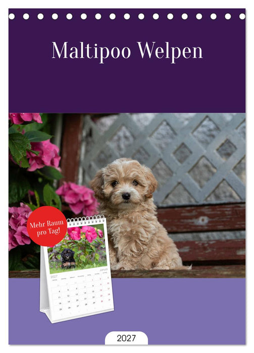 Maltipoo Welpen (CALVENDO Tischplaner A5H 2027)