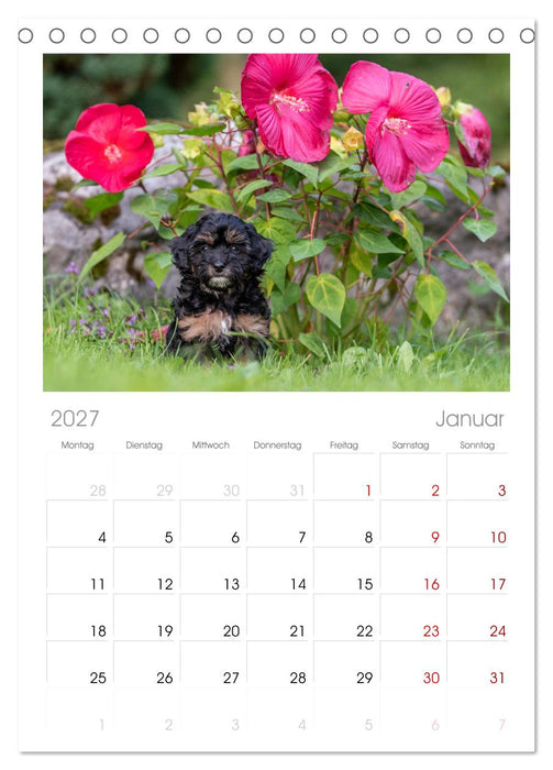 Maltipoo Welpen (CALVENDO Tischplaner A5H 2027)