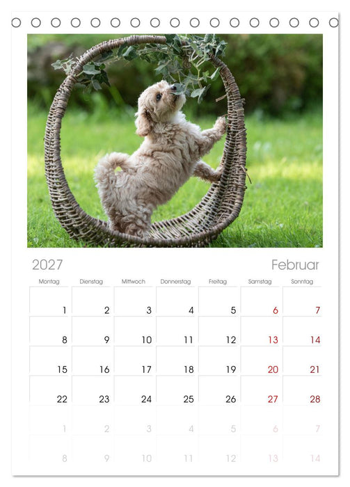 Maltipoo Welpen (CALVENDO Tischplaner A5H 2027)