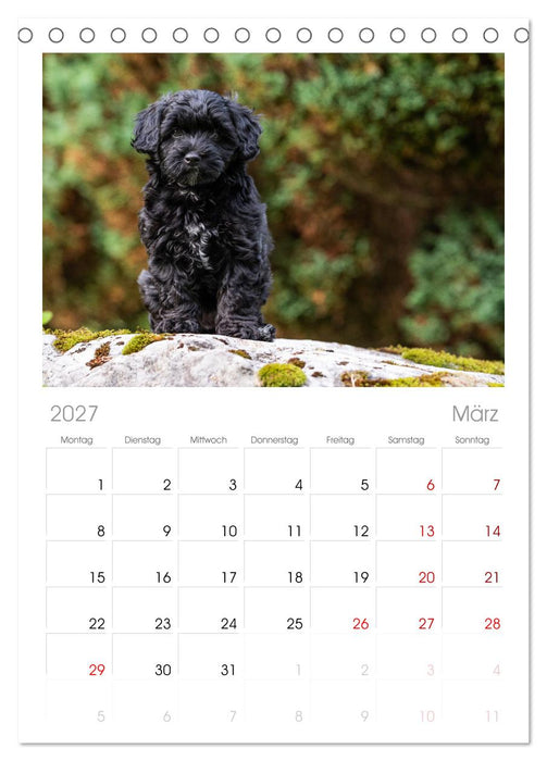 Maltipoo Welpen (CALVENDO Tischplaner A5H 2027)