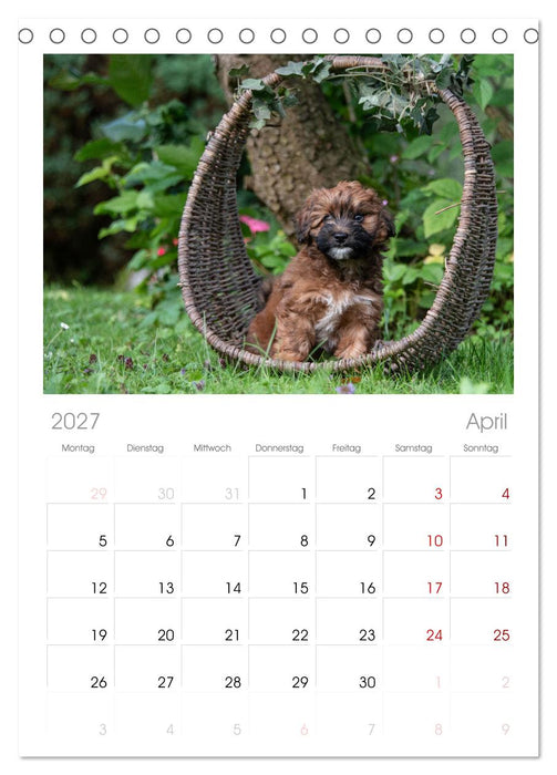 Maltipoo Welpen (CALVENDO Tischplaner A5H 2027)