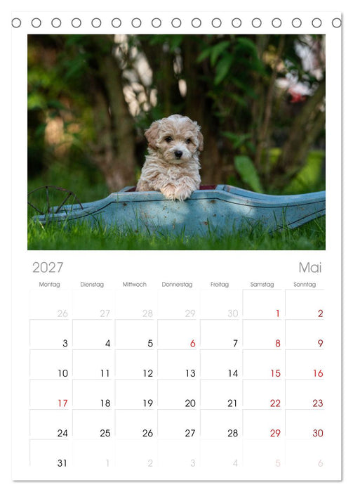 Maltipoo Welpen (CALVENDO Tischplaner A5H 2027)