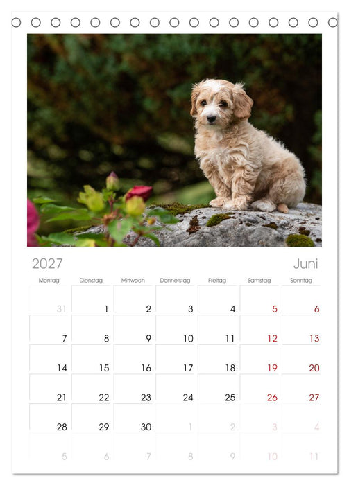 Maltipoo Welpen (CALVENDO Tischplaner A5H 2027)