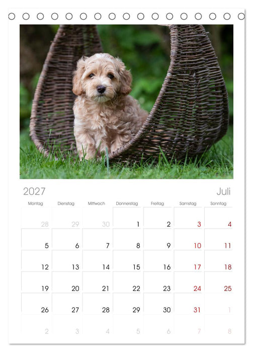 Maltipoo Welpen (CALVENDO Tischplaner A5H 2027)