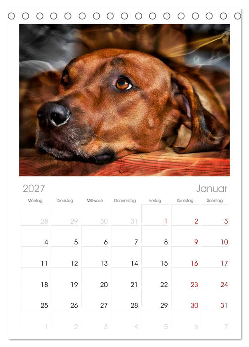 Rhodesian Ridgeback - Moments (CALVENDO Tischplaner A5H 2027)