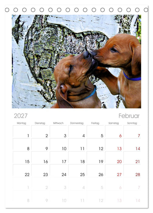 Rhodesian Ridgeback - Moments (CALVENDO Tischplaner A5H 2027)
